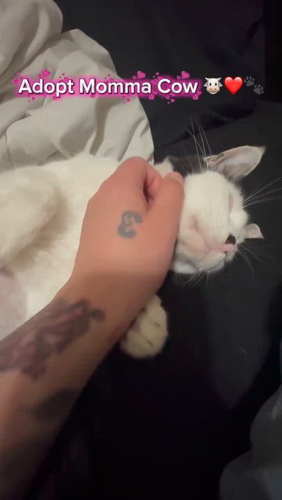 Enlarge Momma Cow, a ADOPTABLE mixed breed in Baytown, TX video 6/6