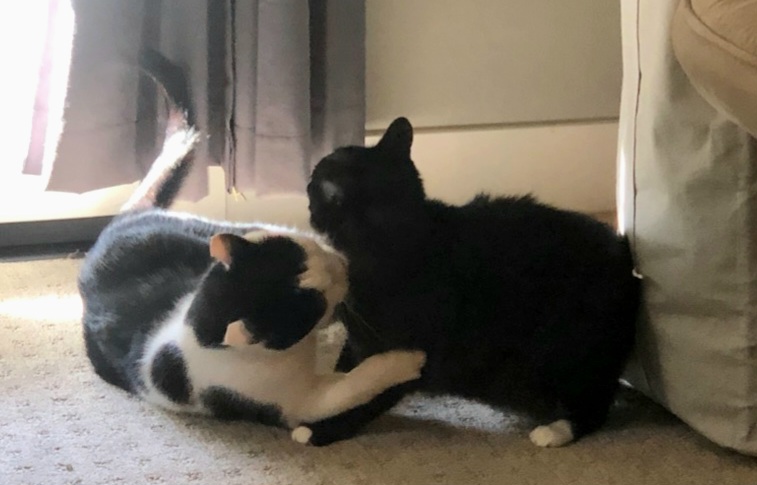 Layla (bonded to Mr. Chubbz), a Adoptable Tuxedo in Manhattan Beach, CA image 3/4