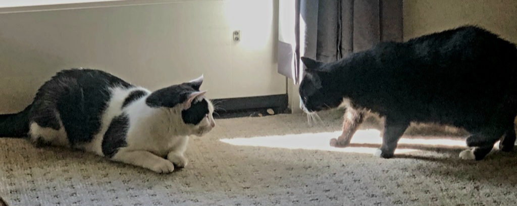 Layla (bonded to Mr. Chubbz), a Adoptable Tuxedo in Manhattan Beach, CA image 4/4