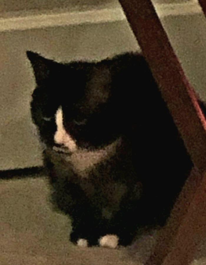 Layla (bonded to Mr. Chubbz), a Adoptable Tuxedo in Manhattan Beach, CA image 2/4