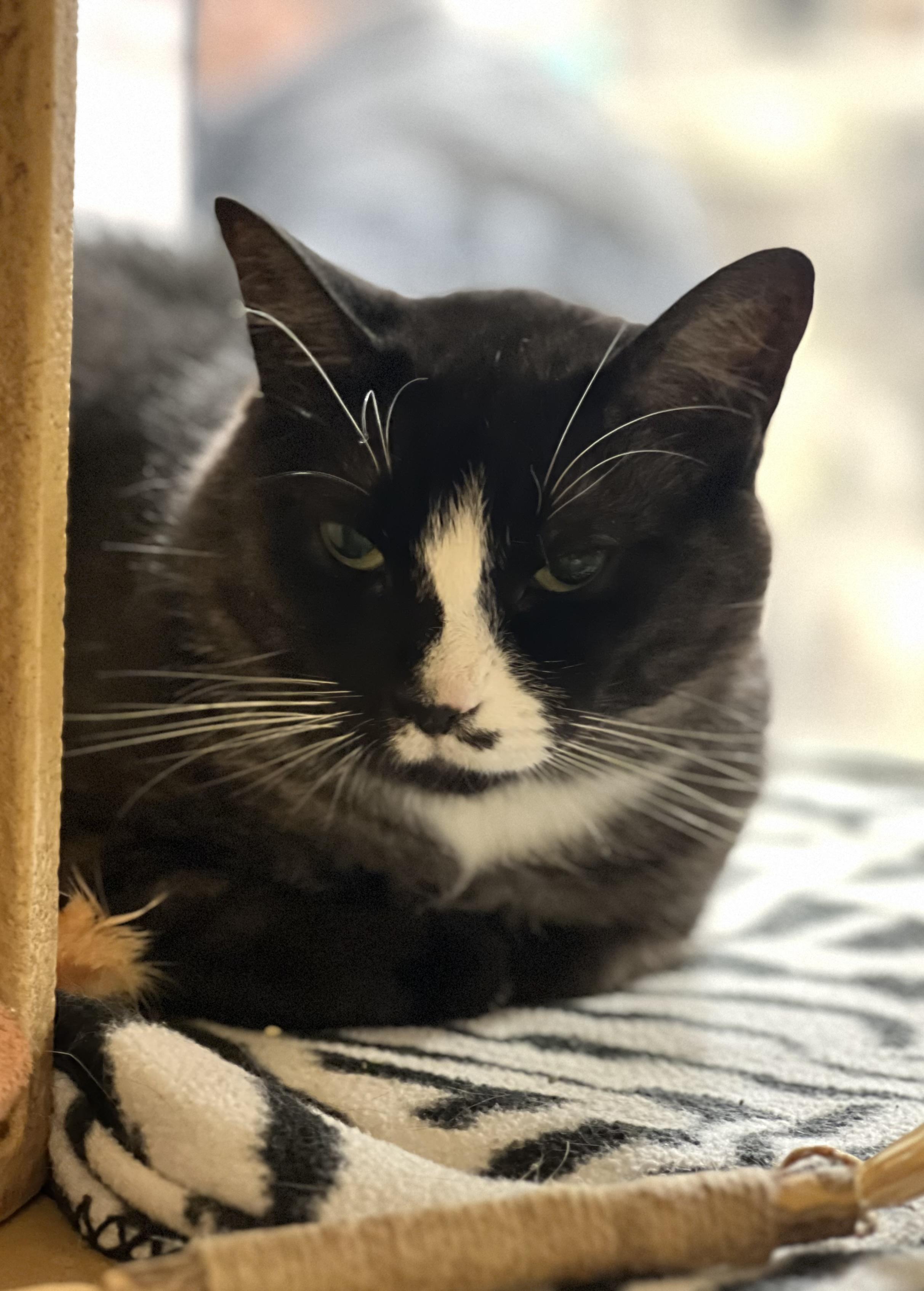 Layla (bonded to Mr. Chubbz), Adoptable, Adult Female Tuxedo.