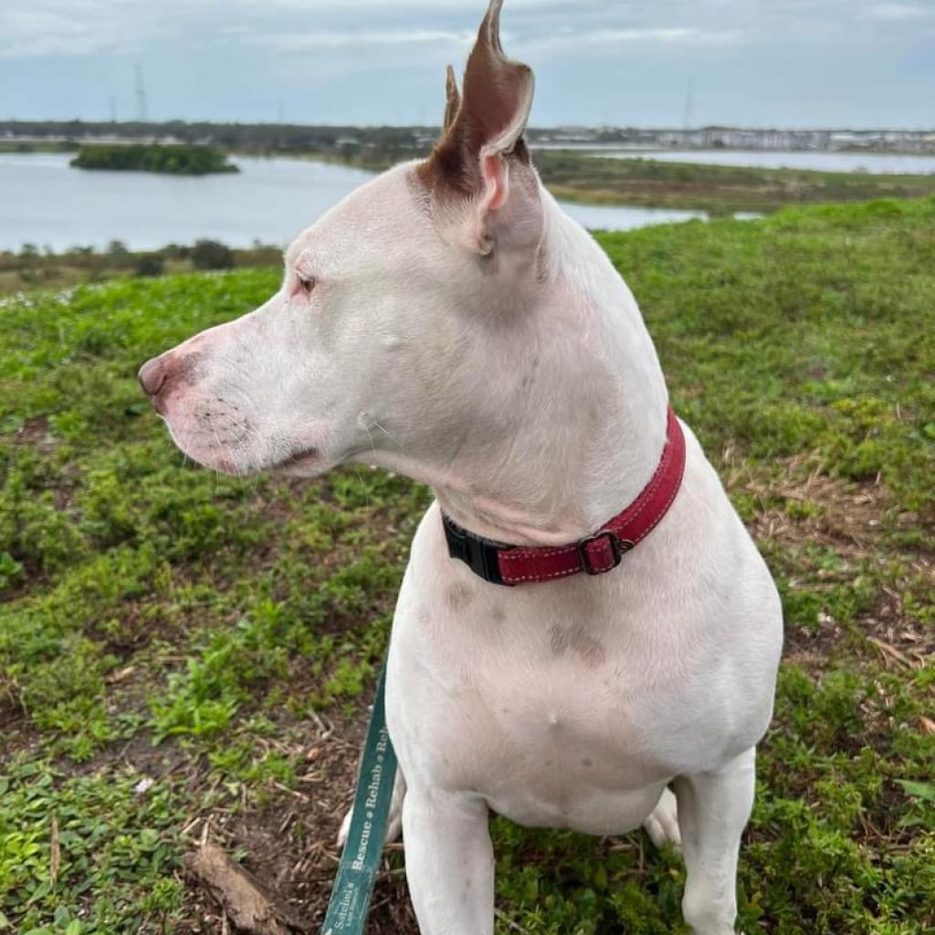 Enlarge Sassafras, a Adoptable mixed breed in Sarasota, FL image 2/6