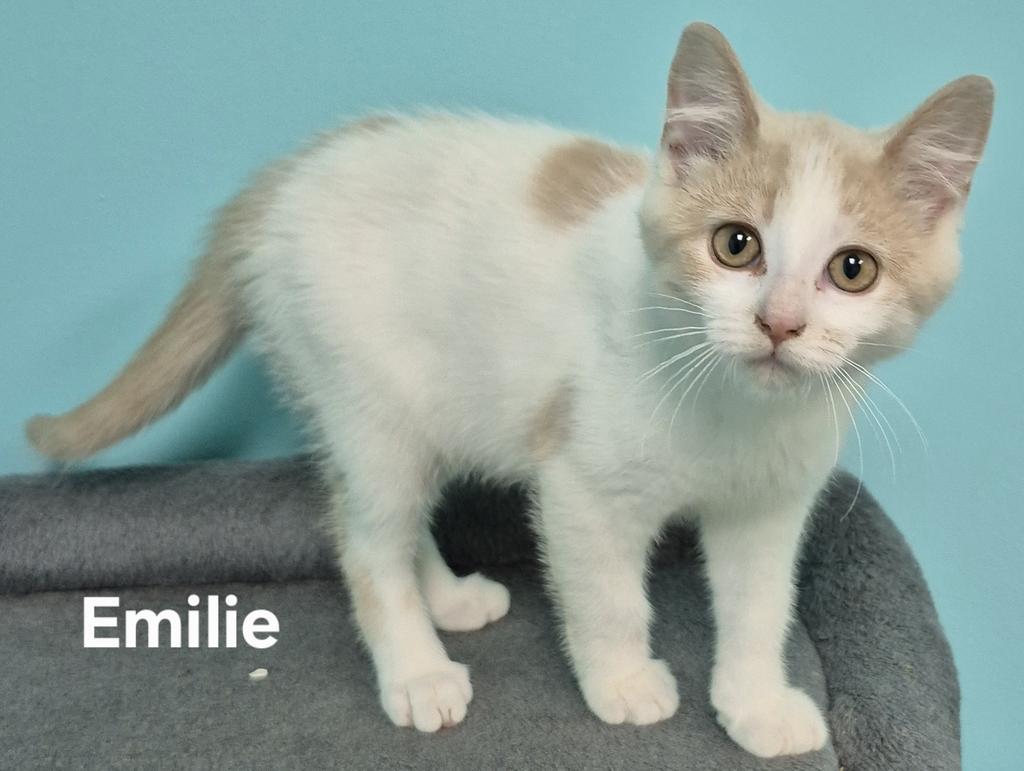 Emilie, Adoptable, Kitten Female Domestic Short Hair.