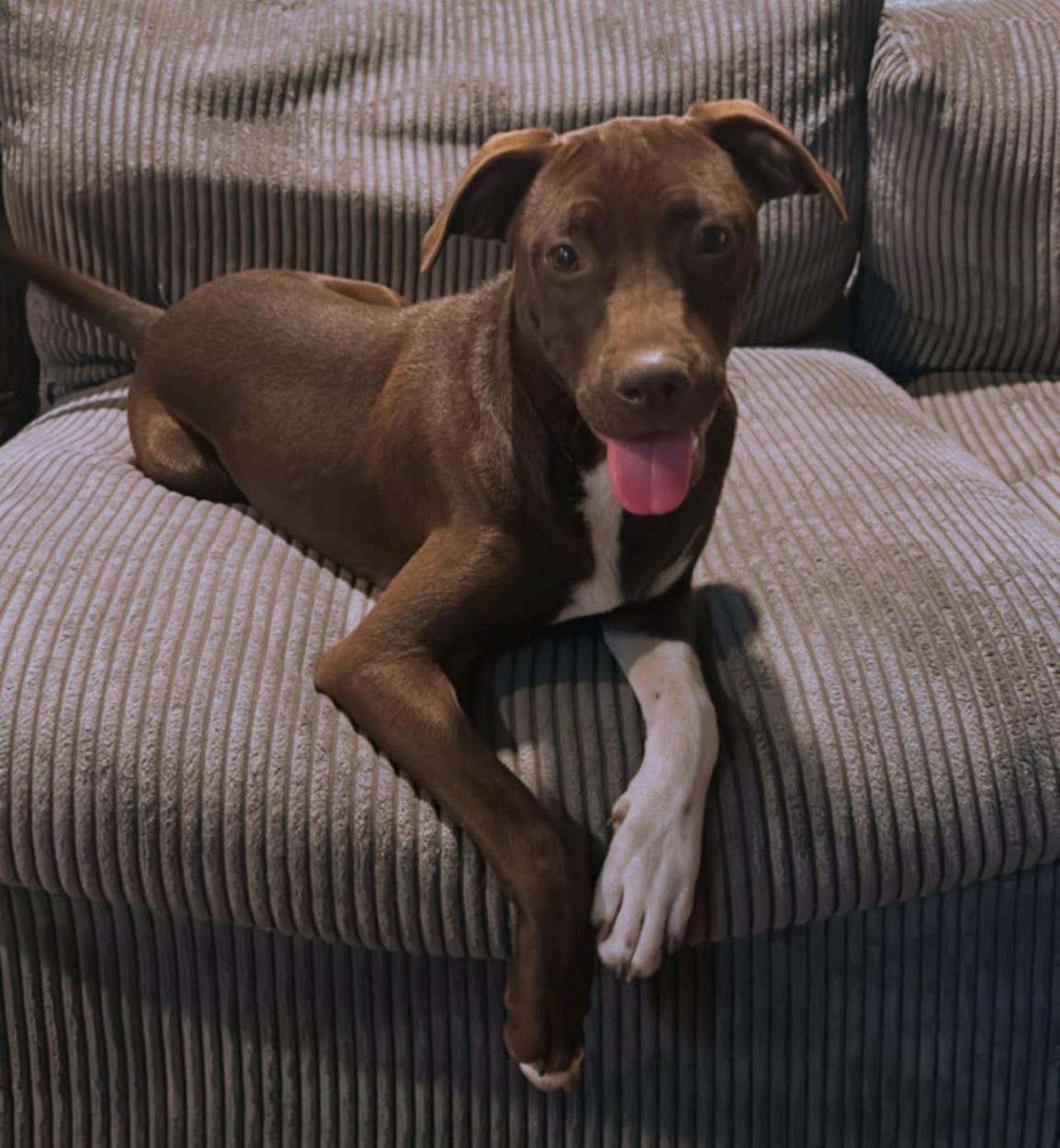 Tru, a Adoptable mixed breed in Denver, CO image 2/2