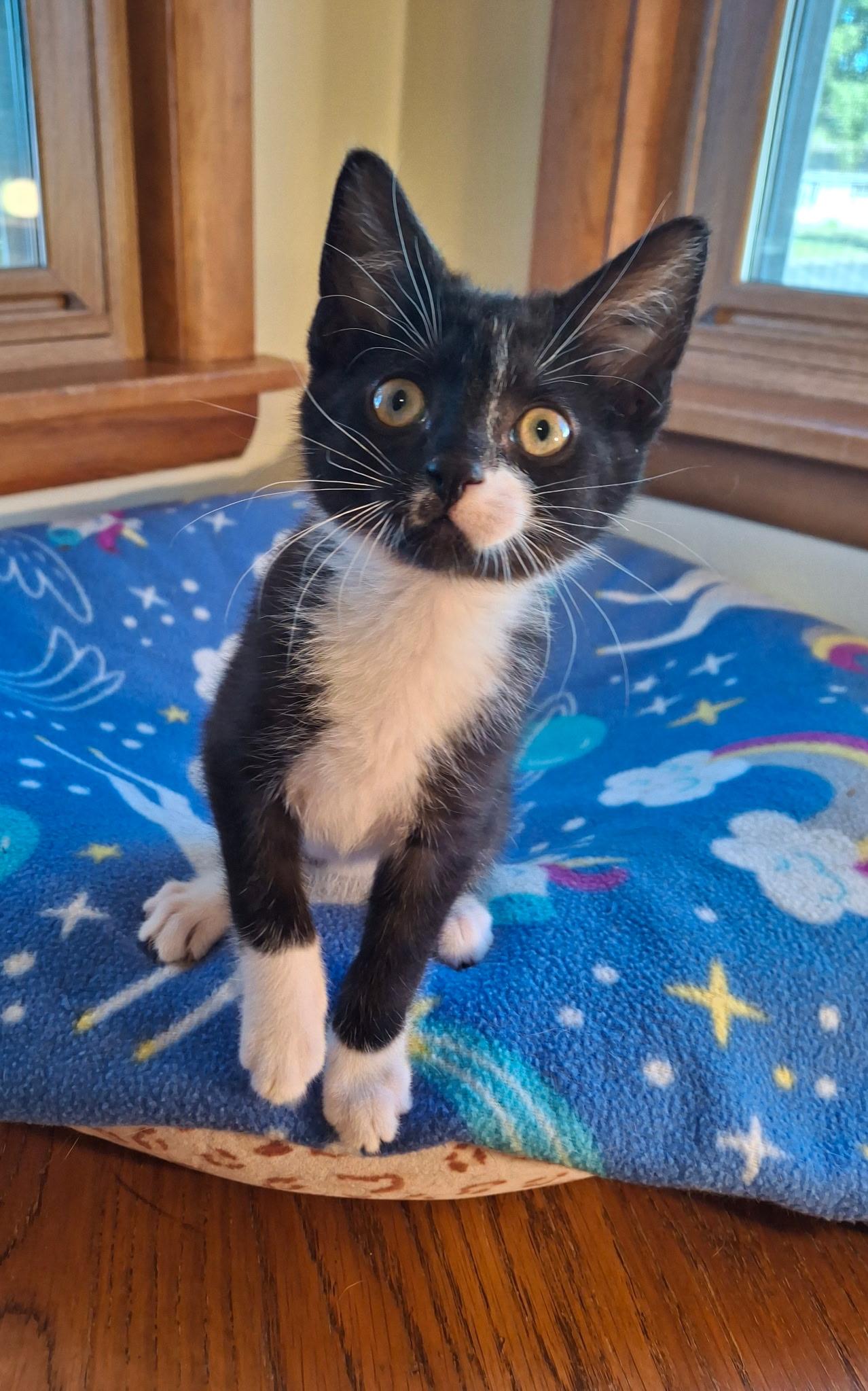 Wanderer (Foster), a ADOPTABLE Domestic Short Hair in Watertown, WI image 3/4