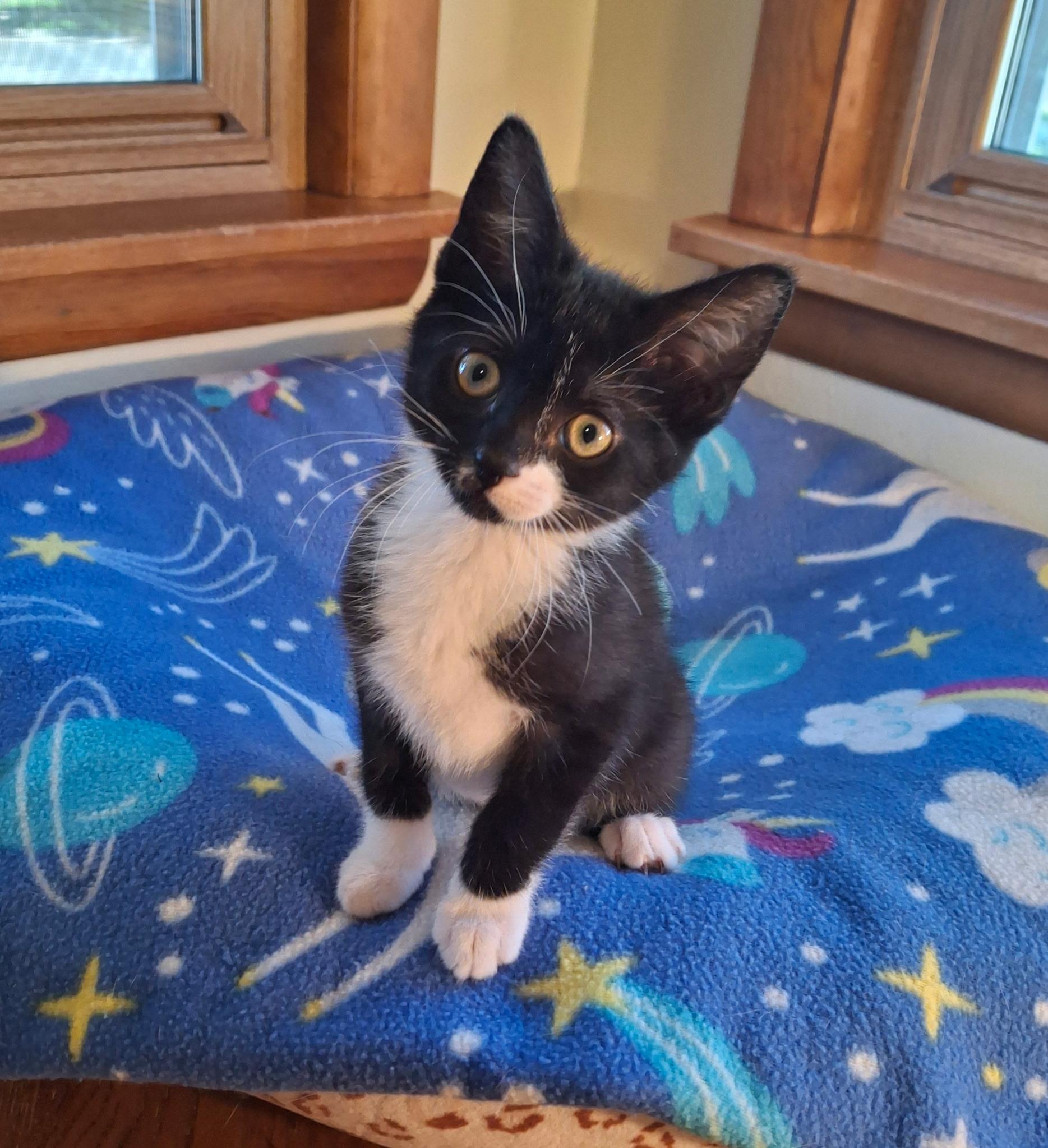 Wanderer (Foster), a ADOPTABLE Domestic Short Hair in Watertown, WI image 4/4