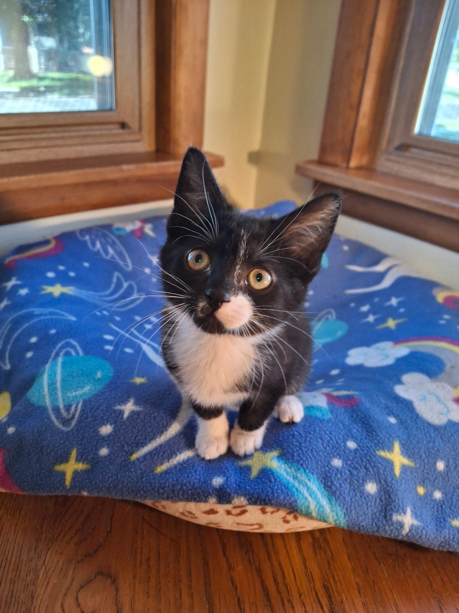Wanderer (Foster), a ADOPTABLE Domestic Short Hair in Watertown, WI image 2/4