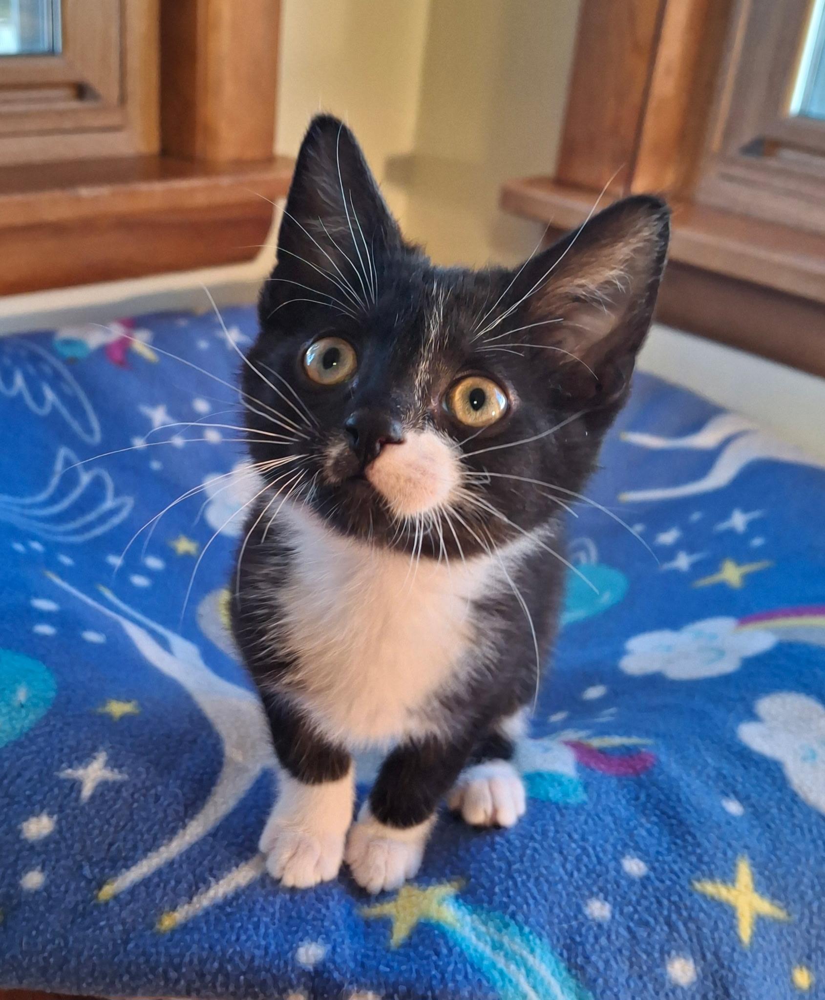 Wanderer (Foster), ADOPTABLE, Kitten Male Domestic Short Hair.