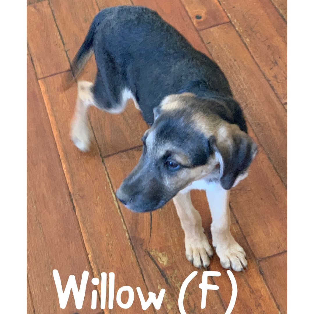 Willow, a Adopted mixed breed in Pekin, IL image 1/3