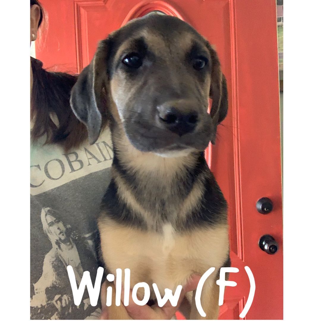 Willow, a Adopted mixed breed in Pekin, IL image 2/3