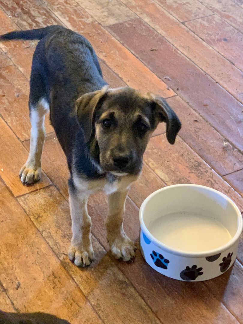 Willow, a Adopted mixed breed in Pekin, IL image 3/3