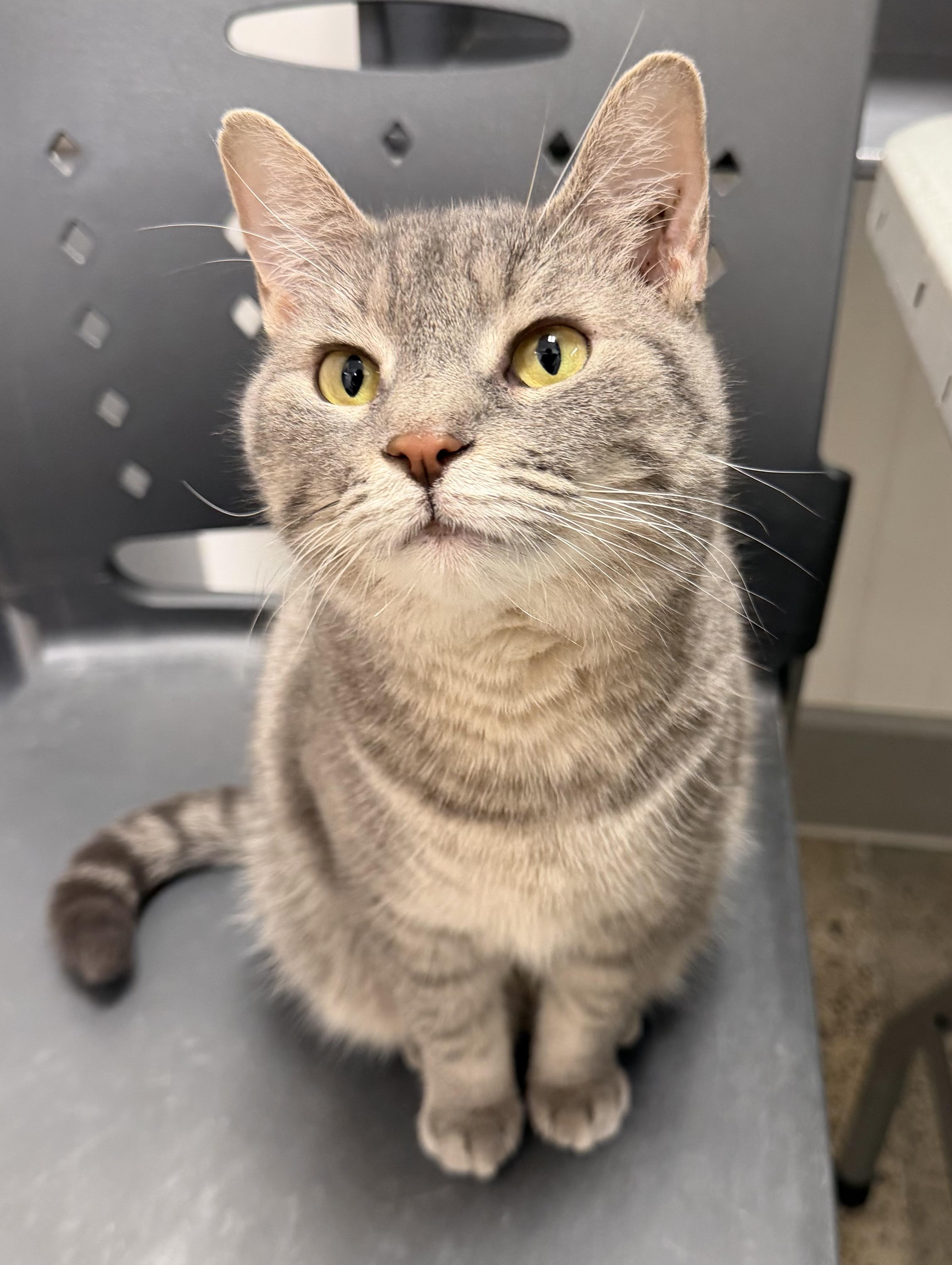 Grey Girl, a Adoptable Domestic Short Hair in Pickering, ON image 1/3