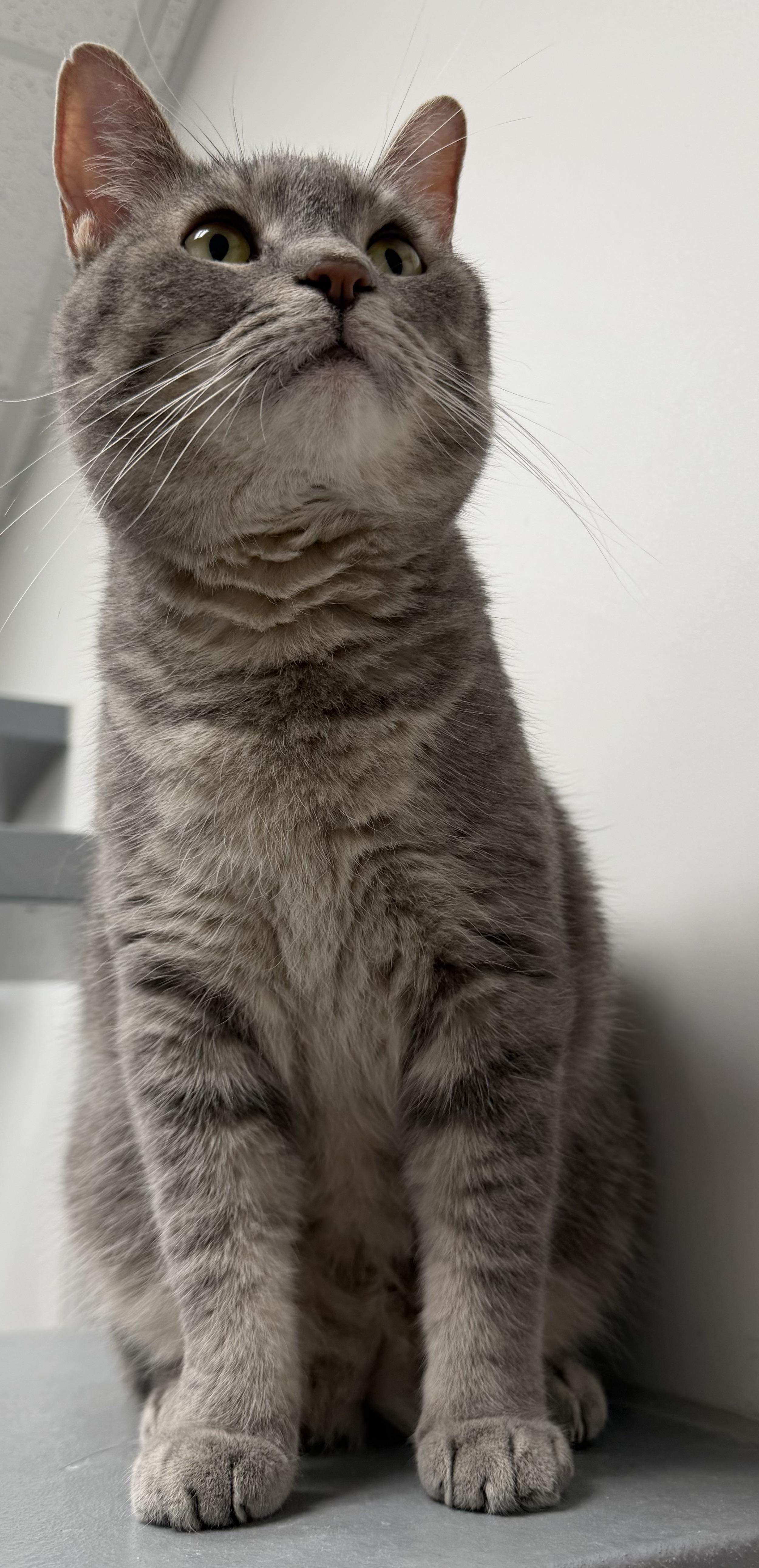 Grey Girl, a Adoptable Domestic Short Hair in Pickering, ON image 3/3