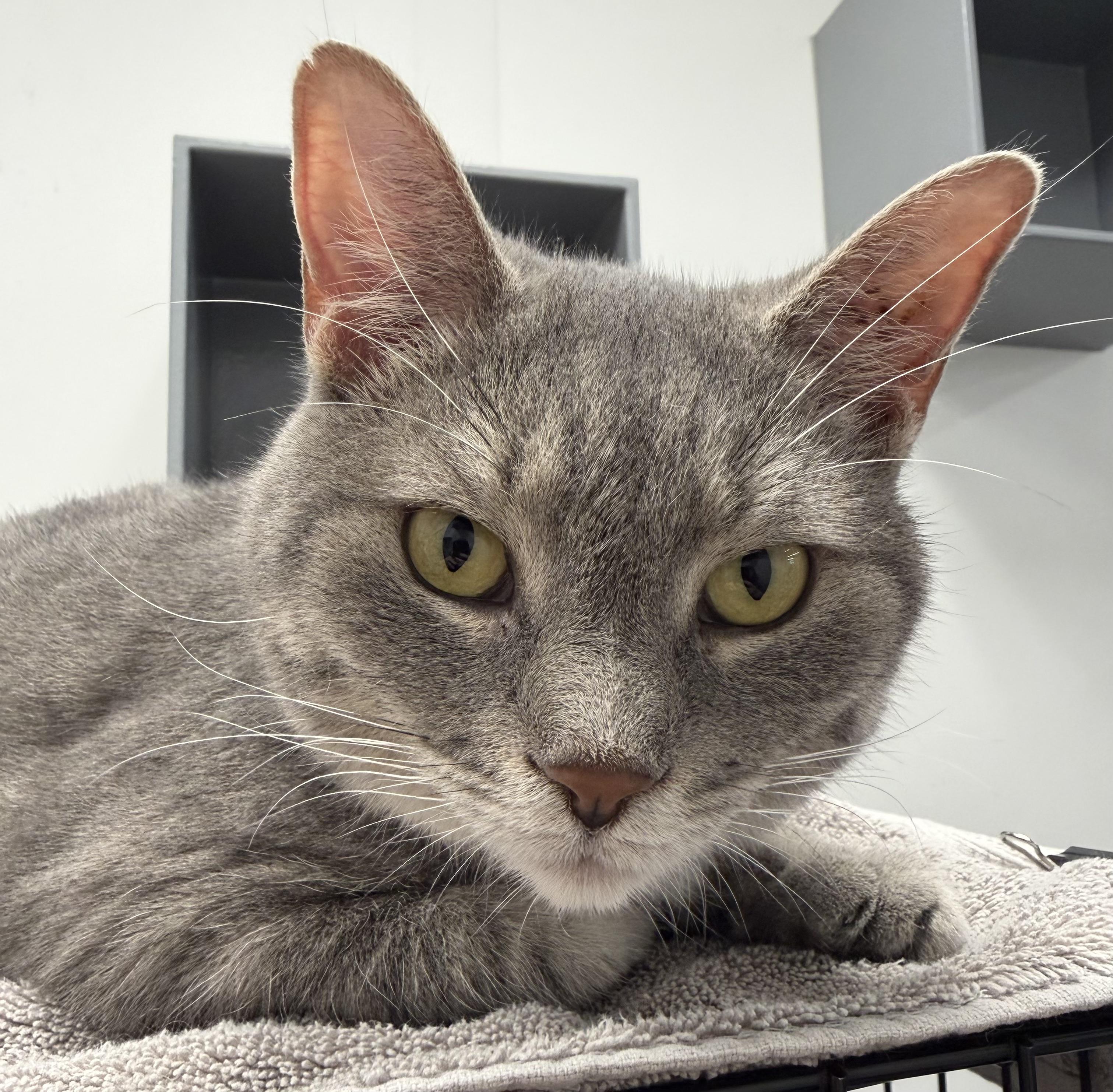 Grey Girl, a Adoptable Domestic Short Hair in Pickering, ON image 2/3