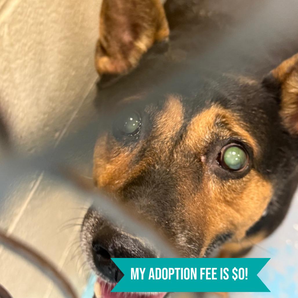 Dixie, Adoptable, Senior Female Mixed Breed.