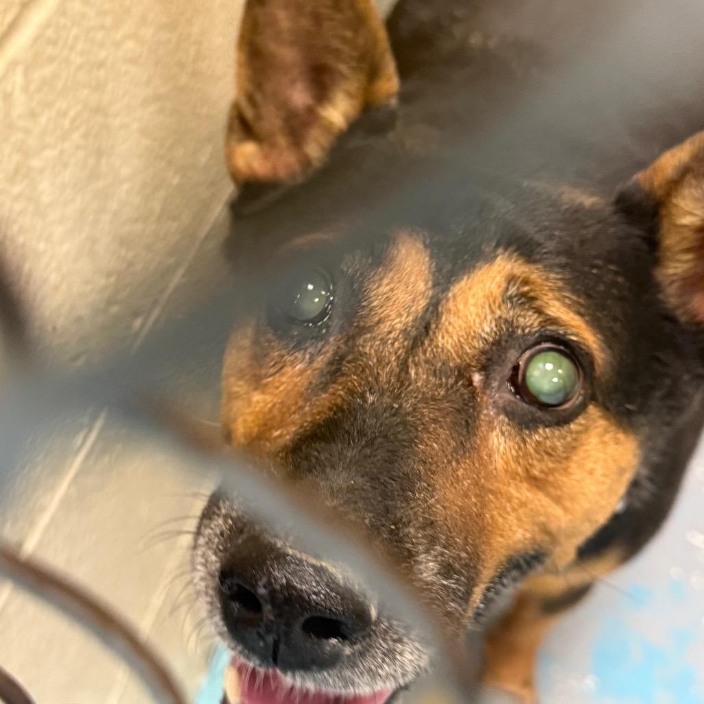 Dixie, a Adoptable Mixed Breed in Charleston, WV image 2/2