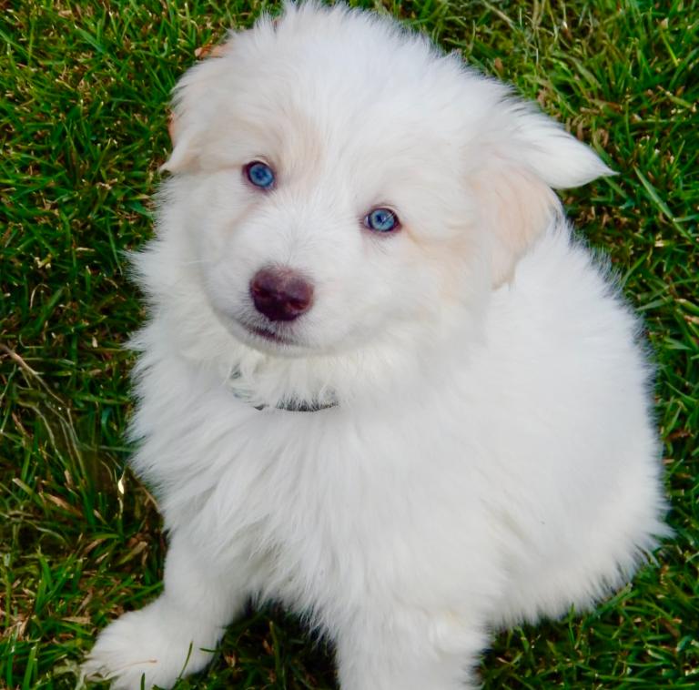 Enlarge James Bond, a ADOPTABLE mixed breed in Mead, CO image 1/3