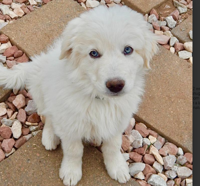 James Bond, adoptable, Puppy Male Great Pyrenees & Mixed Breed.