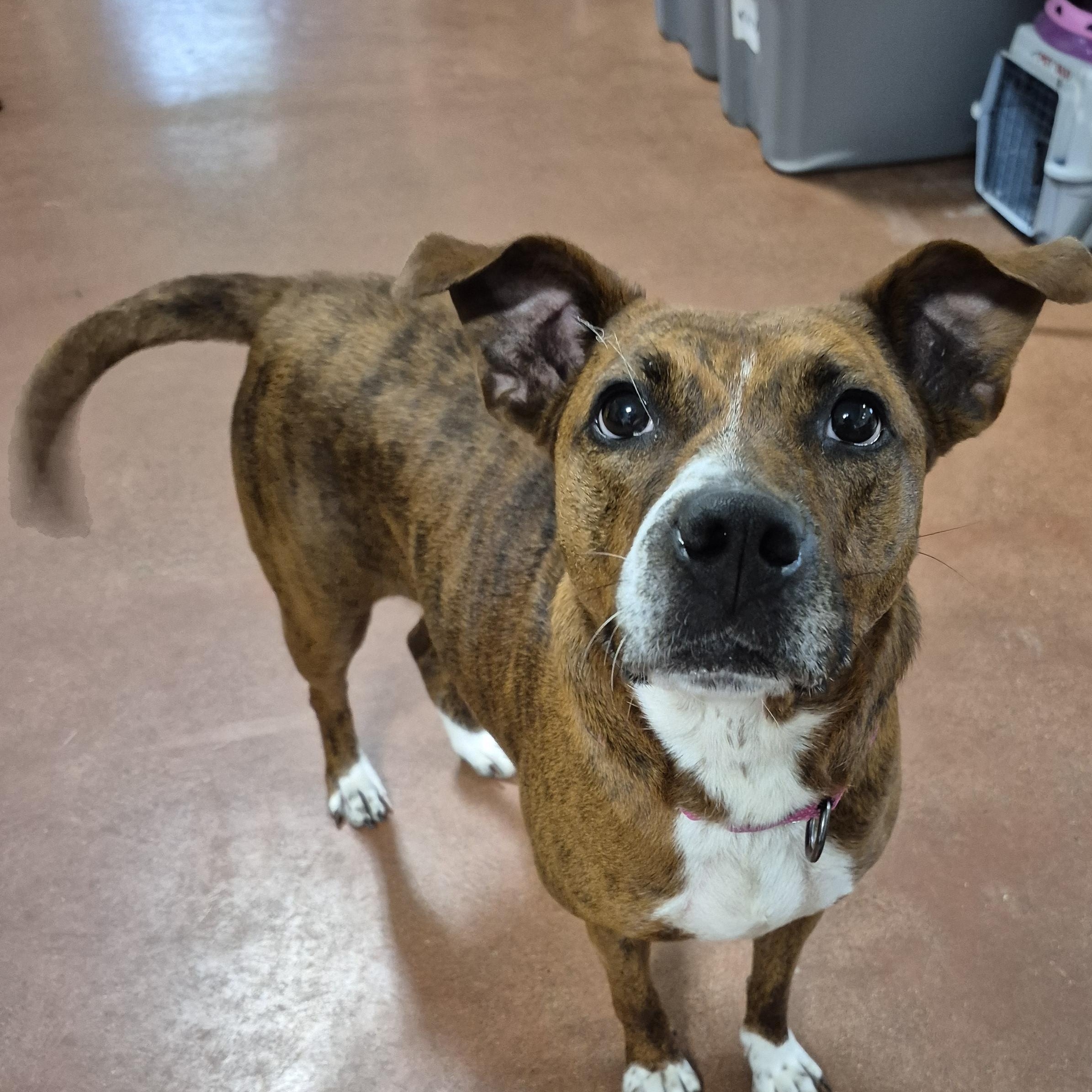 Enlarge Bristol, a Adoptable Mixed Breed in Tioga, PA image 6/6