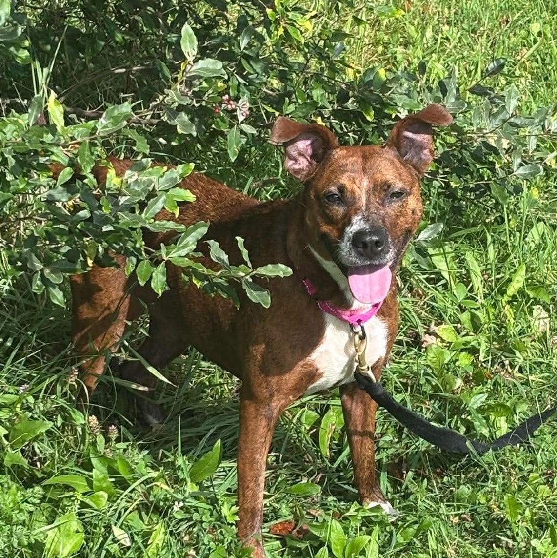 Enlarge Bristol, a Adoptable Mixed Breed in Tioga, PA image 2/6