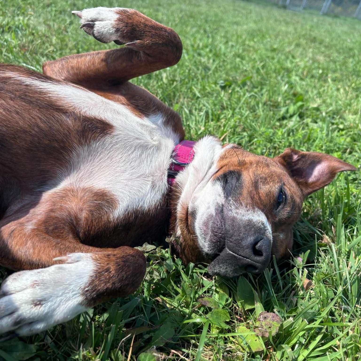 Enlarge Bristol, a Adoptable Mixed Breed in Tioga, PA image 3/6