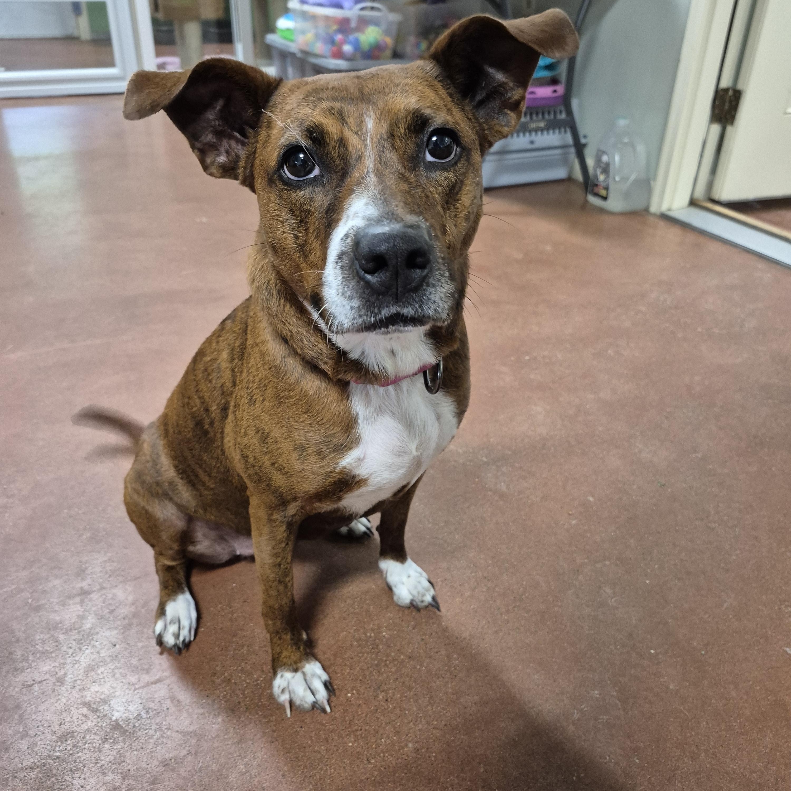 Enlarge Bristol, a Adoptable Mixed Breed in Tioga, PA image 5/6
