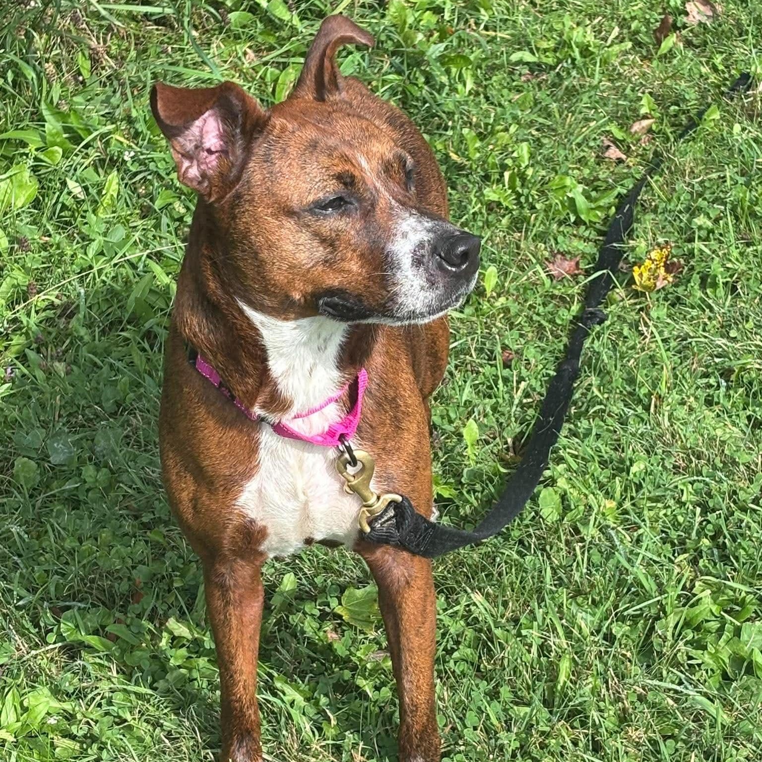 Enlarge Bristol, a Adoptable Mixed Breed in Tioga, PA image 4/6