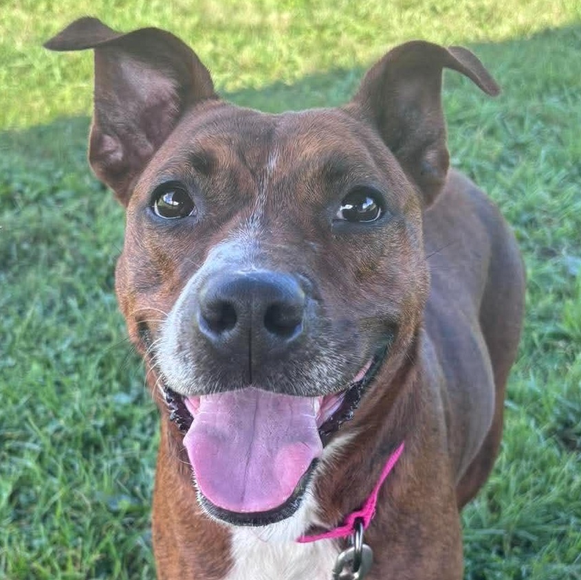 Bristol, Adoptable, Young Female Mixed Breed.