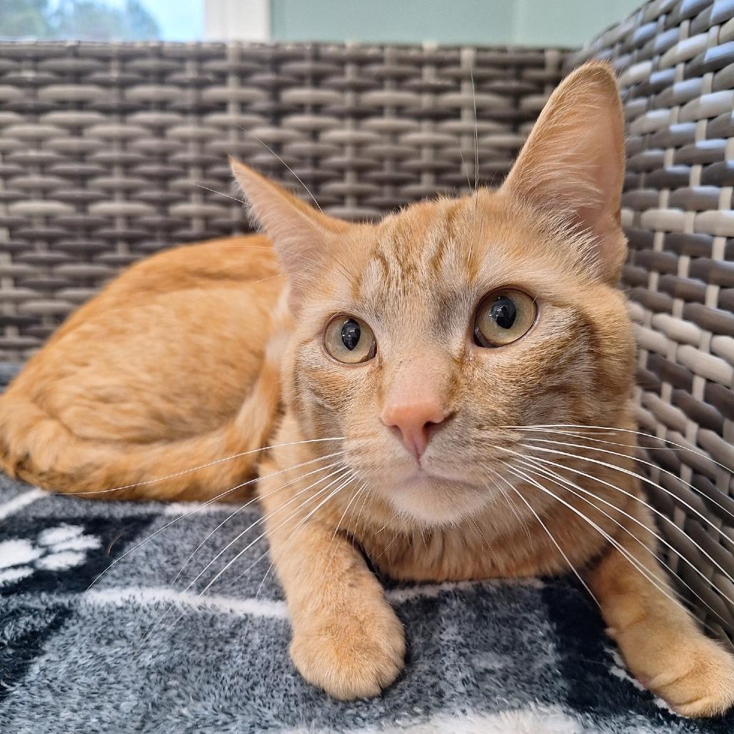 Tommy, Adoptable, Young Male Domestic Short Hair.