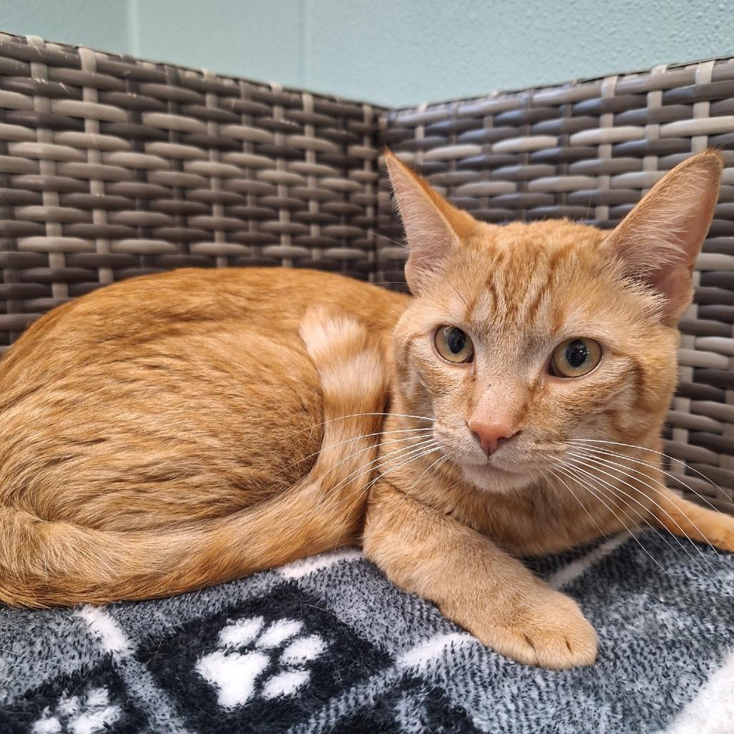 Enlarge Tommy, a Adoptable Domestic Short Hair in Attica, NY image 2/2