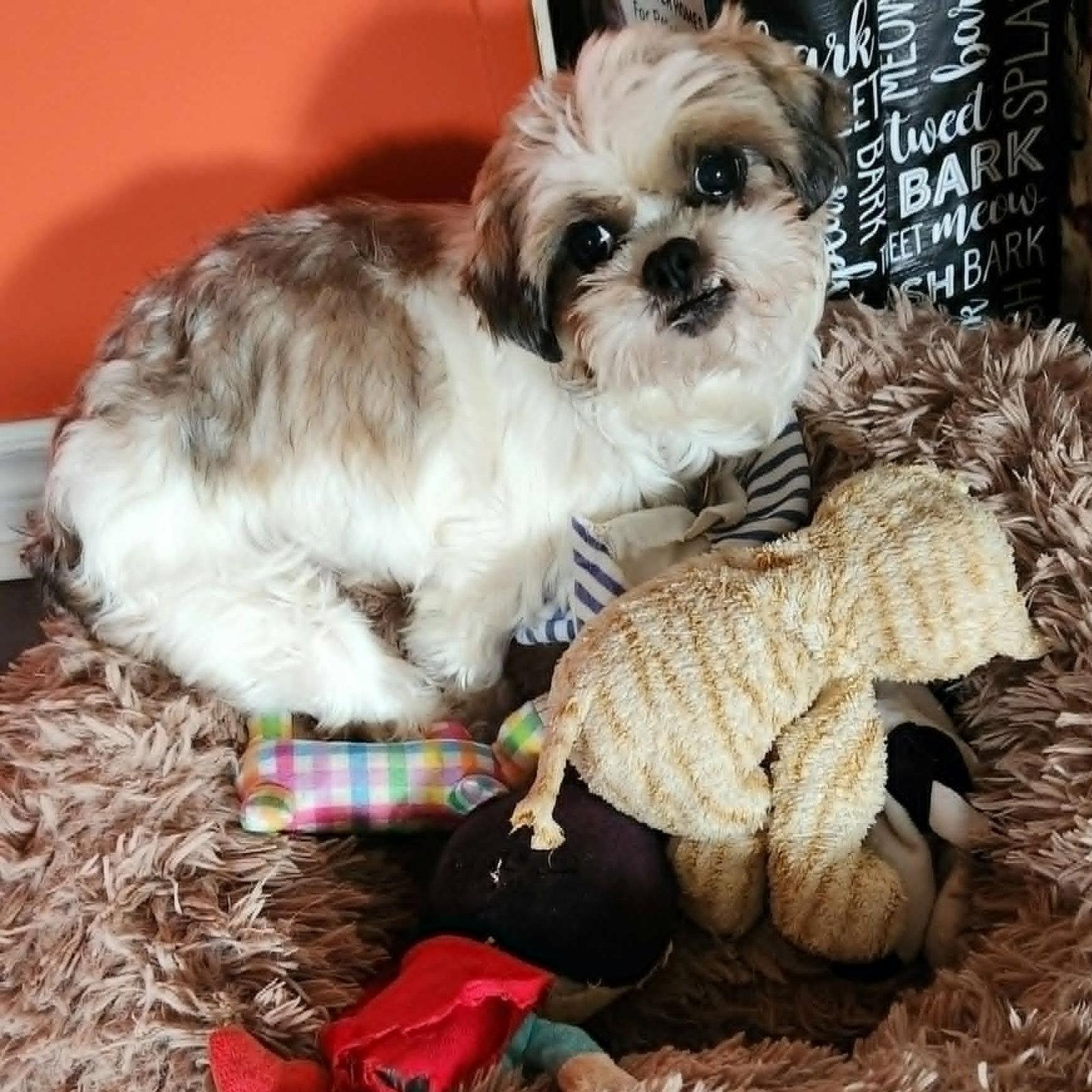 Enlarge Macie, a Adoptable Shih Tzu in London, ON image 1/3