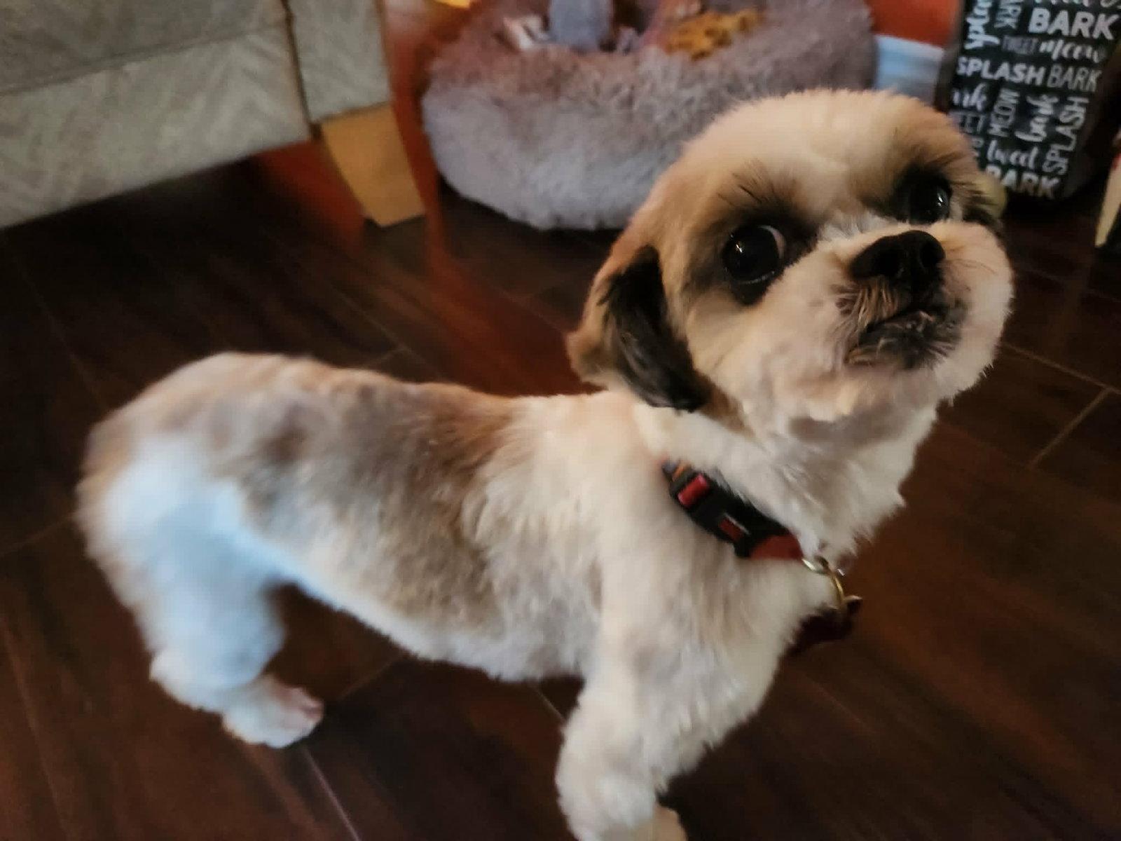 Enlarge Macie, a Adoptable Shih Tzu in London, ON image 2/3