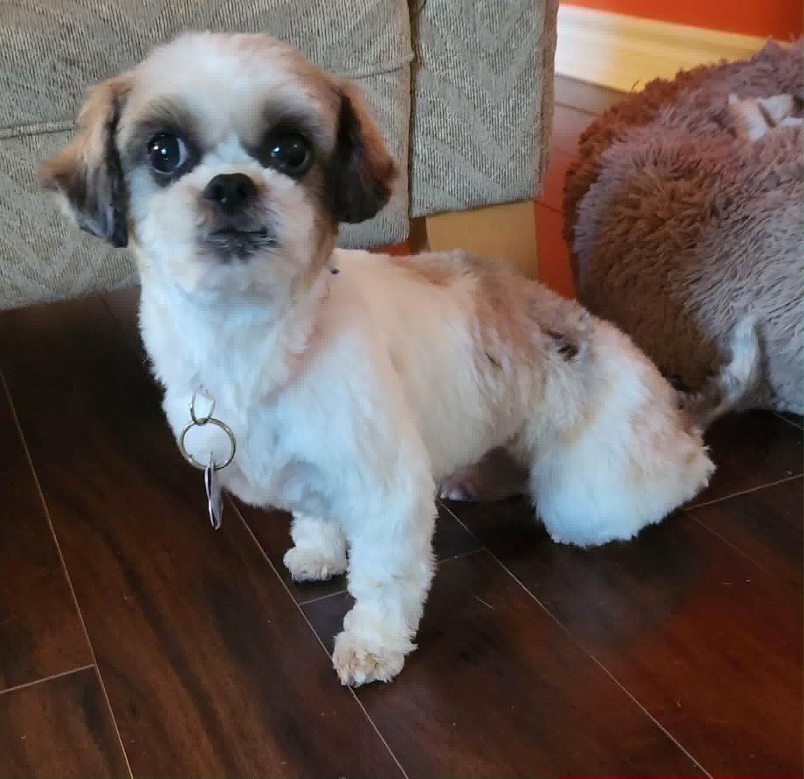 Enlarge Macie, a Adoptable Shih Tzu in London, ON image 3/3
