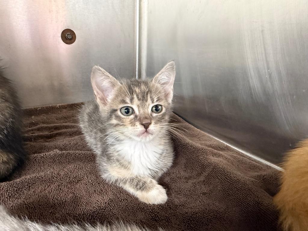 Quilla, Adoptable, Kitten Female Domestic Short Hair.
