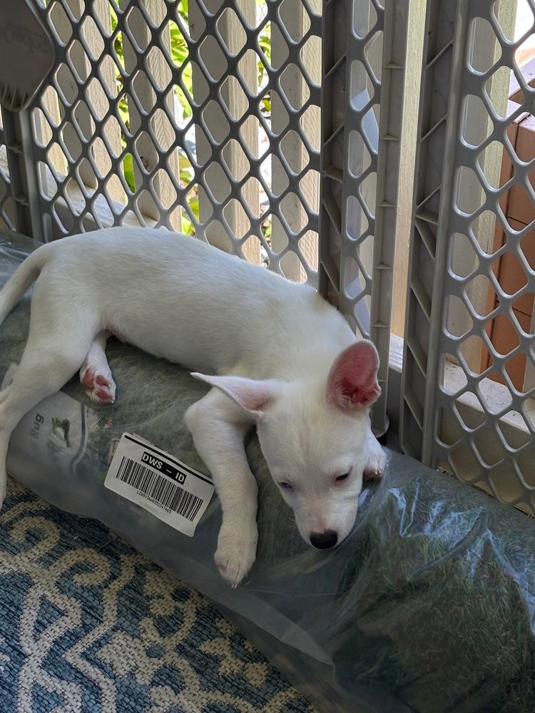 Charming, a Adoptable mixed breed in Troy, VA image 1/3