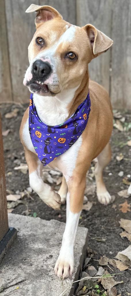 Zna, Adoptable, Adult Female Pit Bull Terrier.