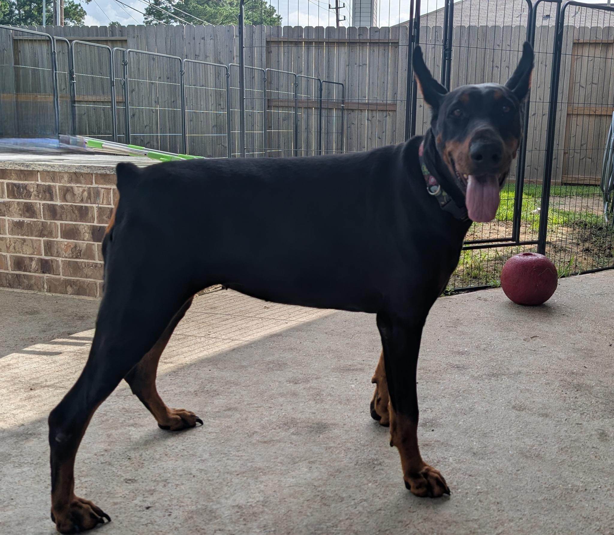 Fraya, a Adoptable Doberman Pinscher in Benbrook, TX image 1/3