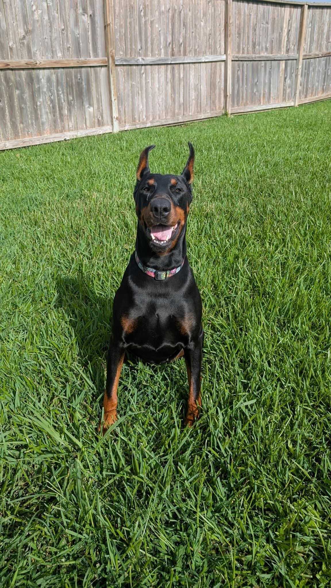 Fraya, a Adoptable Doberman Pinscher in Benbrook, TX image 2/3
