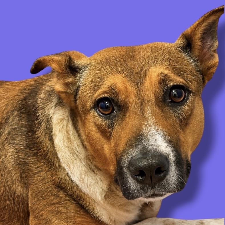 Rosie, Adoptable, Puppy Female Australian Cattle Dog / Blue Heeler & Mixed Breed.