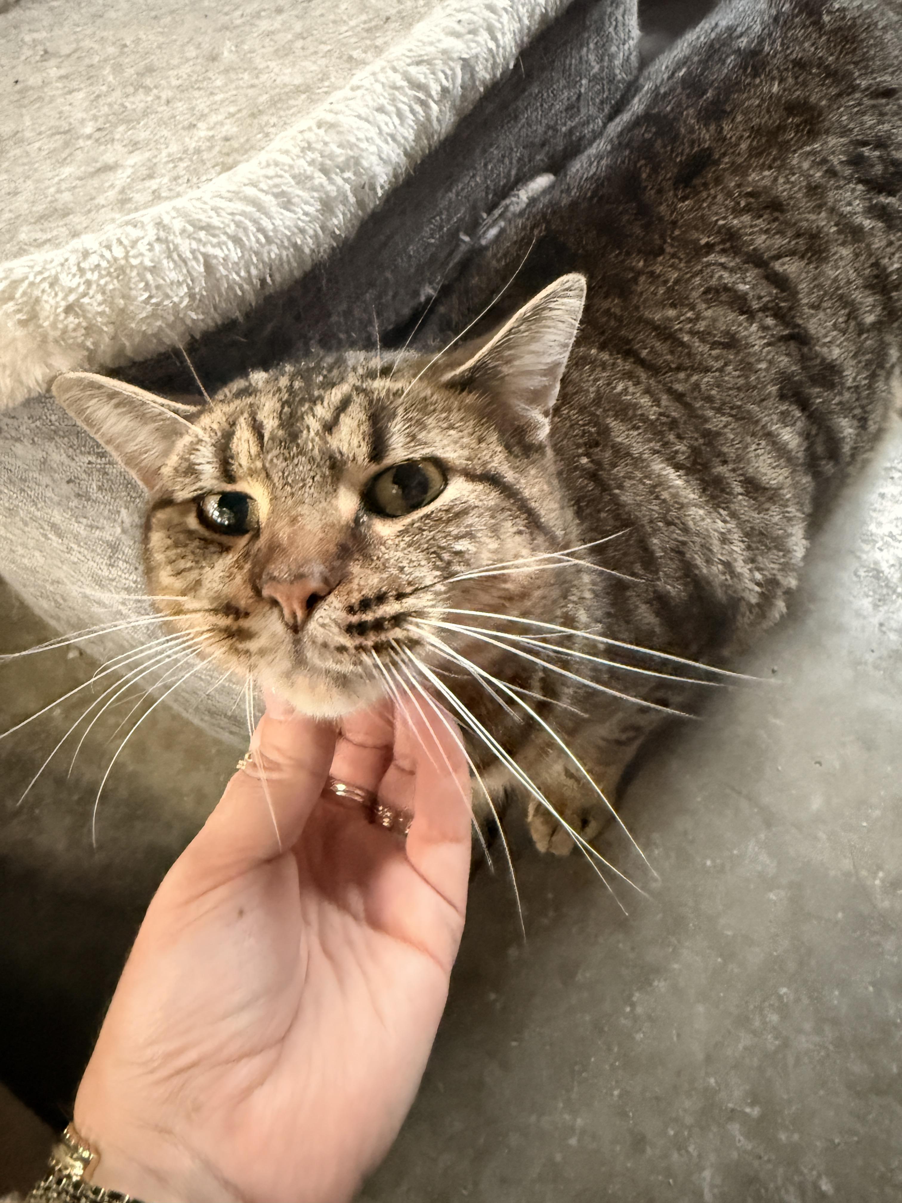 WILLY, ADOPTABLE, Adult Male Domestic Short Hair.