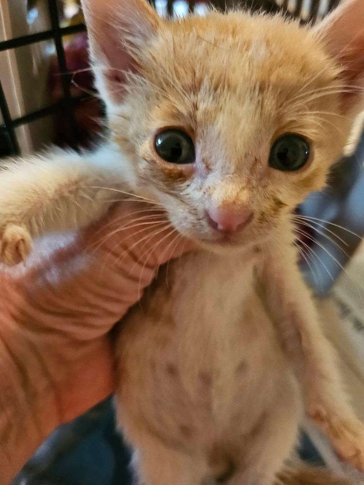 Sherbet, Adoptable, Kitten Male Domestic Short Hair.