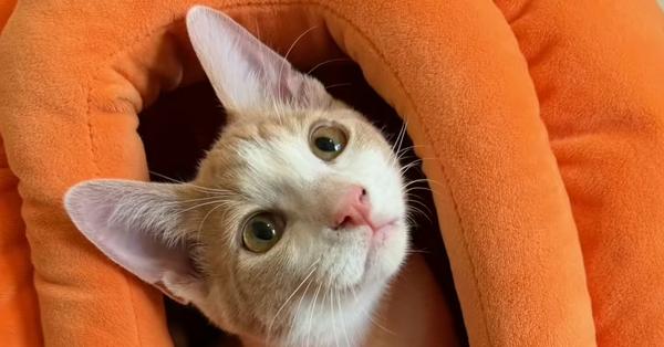 Sherbet, Adoptable, Kitten Male Domestic Short Hair & Tabby.