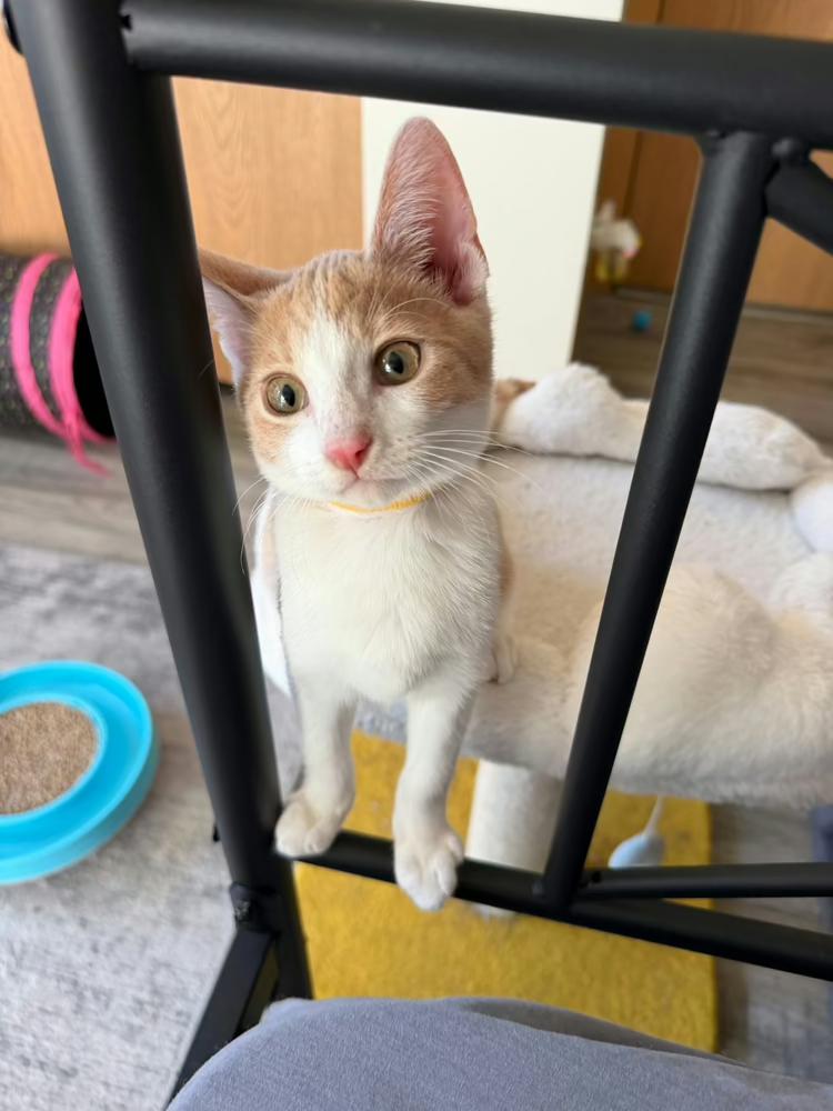 Enlarge Sherbet, a Adoptable mixed breed in Poplar Grove, IL image 2/6