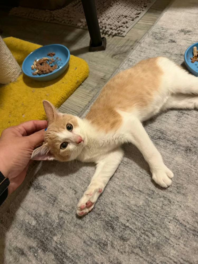 Enlarge Sherbet, a Adoptable mixed breed in Poplar Grove, IL image 3/6
