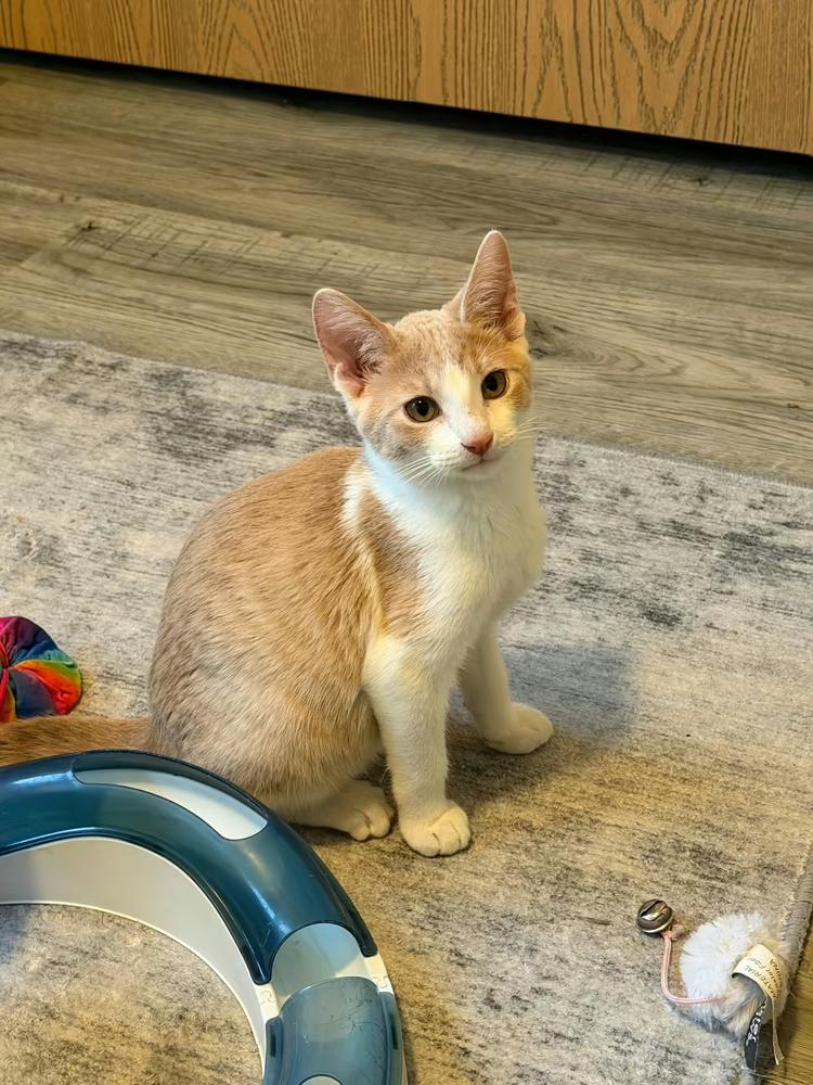 Enlarge Sherbet, a Adoptable mixed breed in Poplar Grove, IL image 4/6