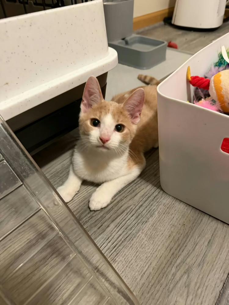 Enlarge Sherbet, a Adoptable mixed breed in Poplar Grove, IL image 5/6