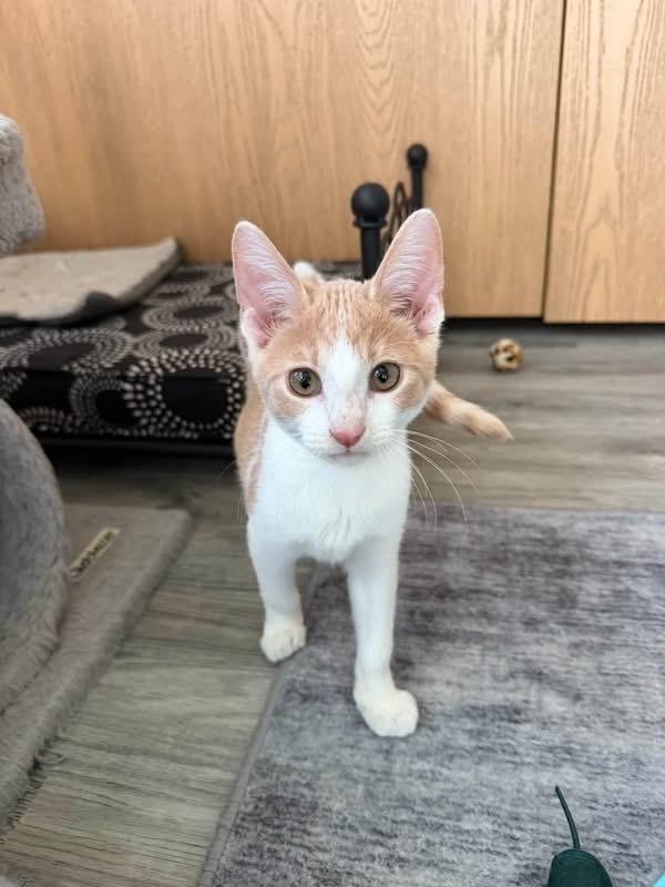 Enlarge Sherbet, a Adoptable mixed breed in Poplar Grove, IL image 6/6