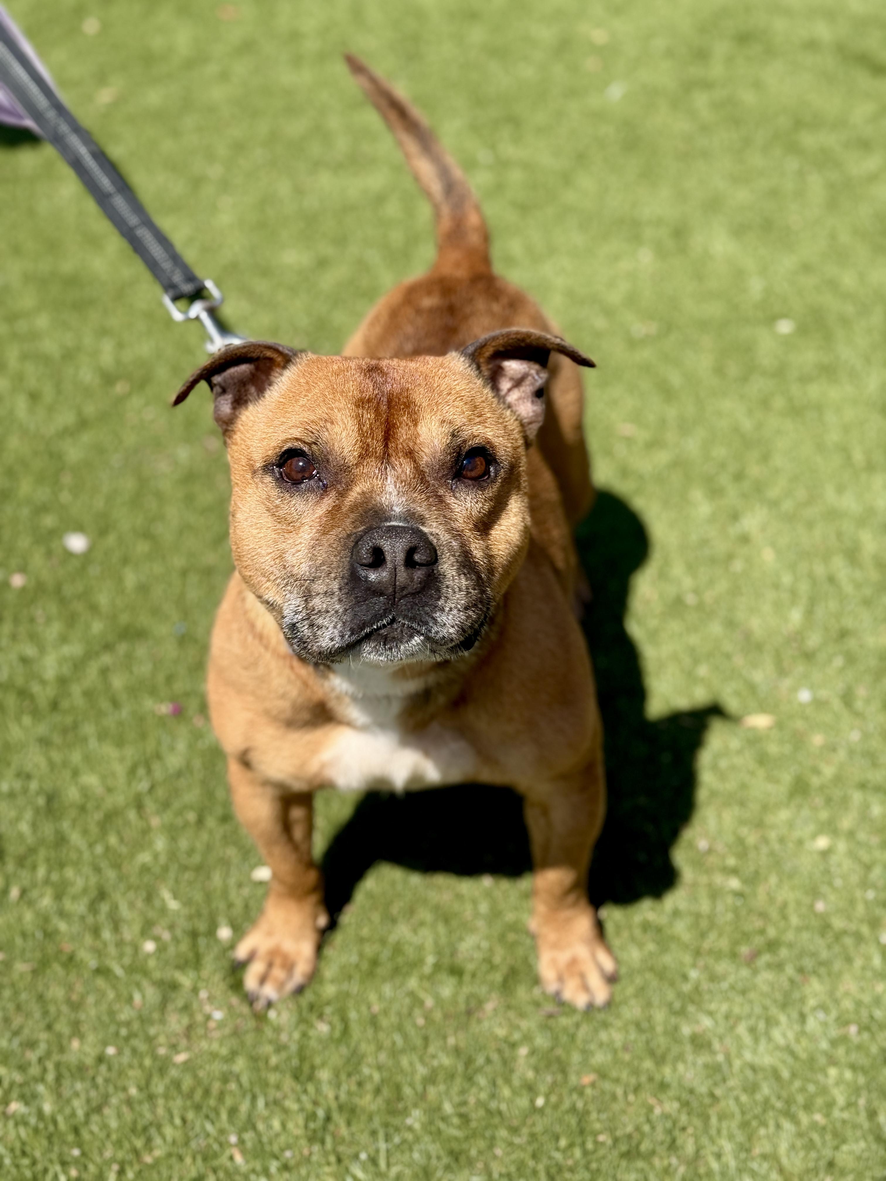 Enlarge Thor, an adoptable Staffordshire Bull Terrier in San Francisco, CA image 1/2