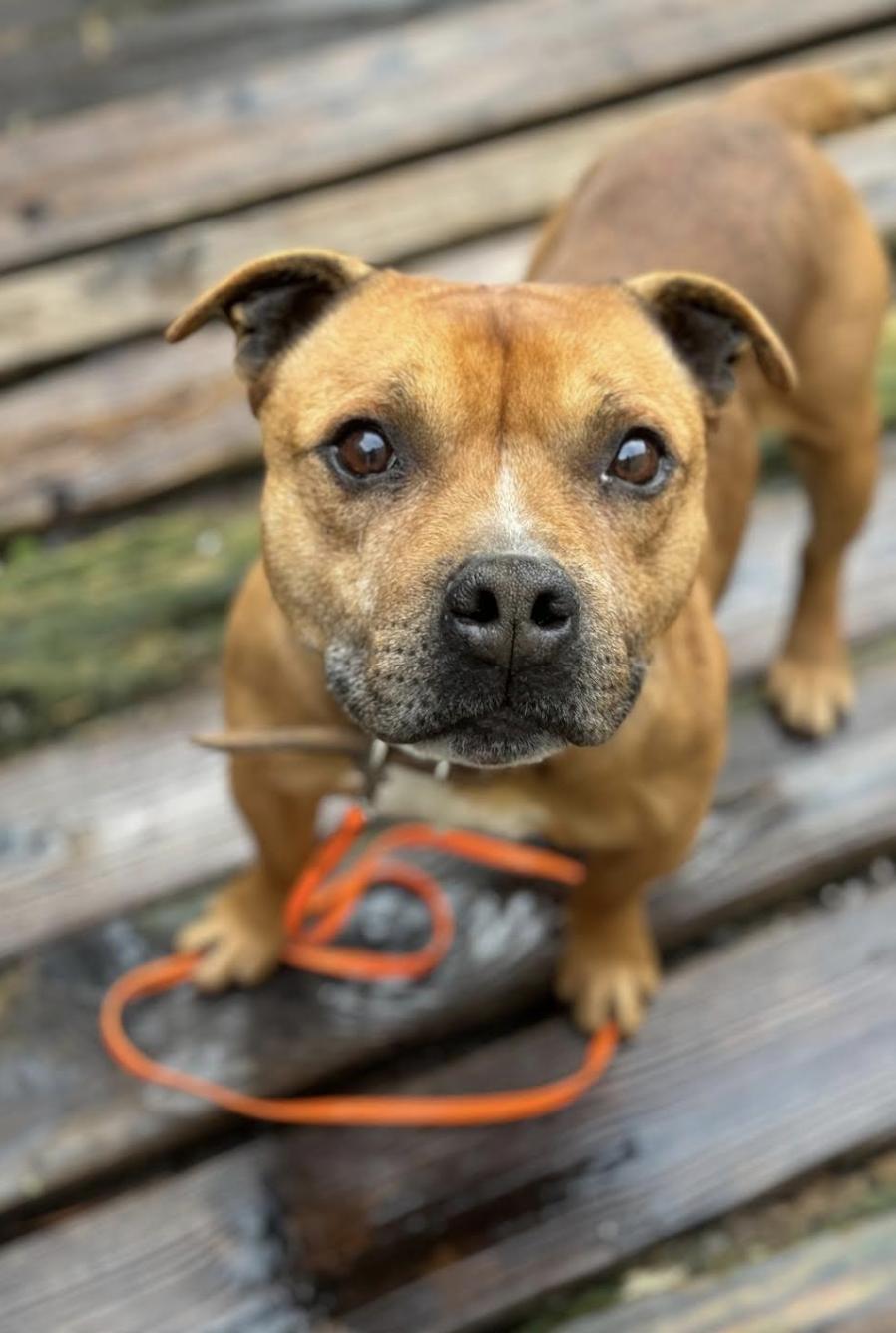 Enlarge Thor, an adoptable Staffordshire Bull Terrier in San Francisco, CA image 2/2
