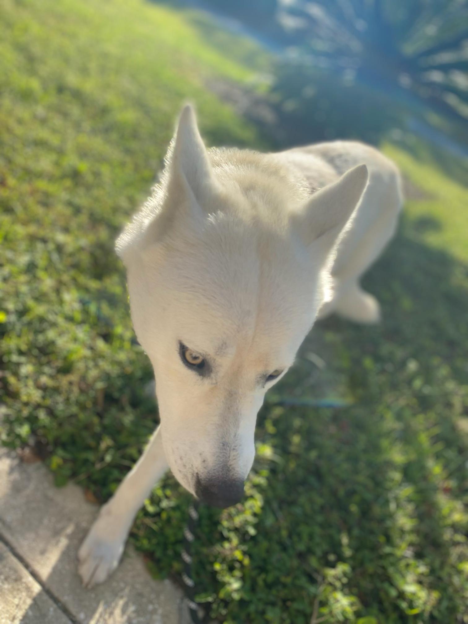 Enlarge Melina, a Adopted Husky in Woodbine, GA image 1/1